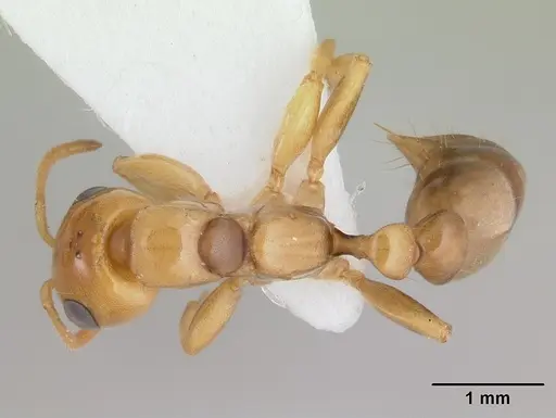 Pseudomyrmex perboscii specimen CASENT0178708 image casent0178708_1