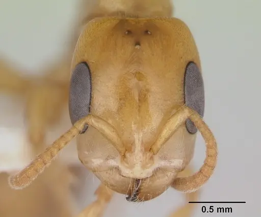 Pseudomyrmex perboscii specimen CASENT0178708 image casent0178708_2