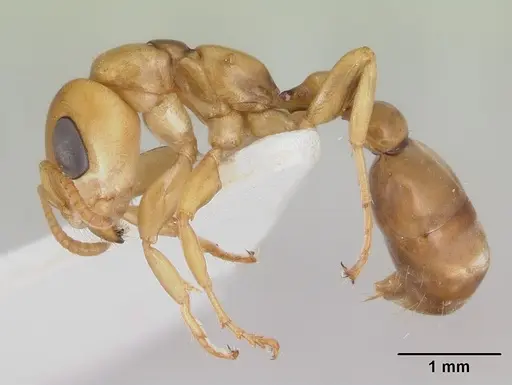 Pseudomyrmex perboscii specimen CASENT0178708 image casent0178708_3
