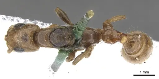 Pseudomyrmex perboscii specimen CASENT0902924 image casent0902924_1