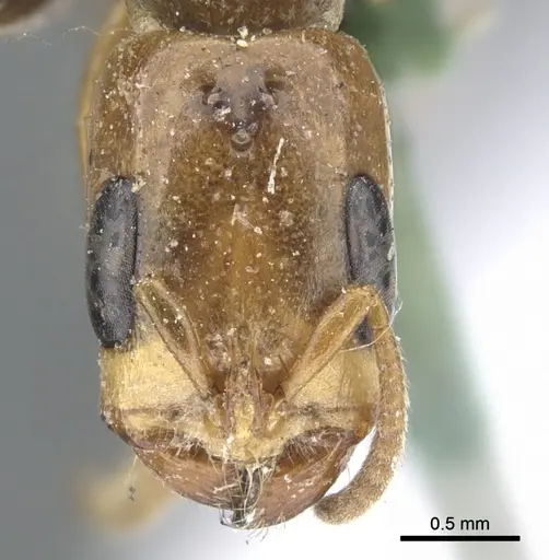 Pseudomyrmex perboscii specimen CASENT0902924 image casent0902924_2