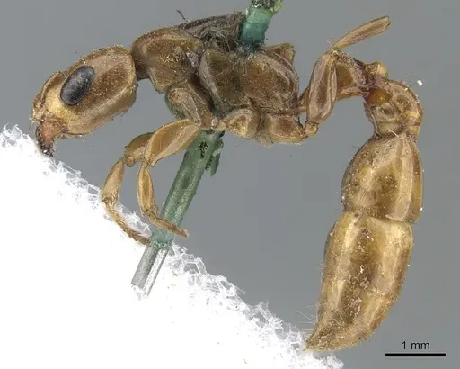 Pseudomyrmex perboscii specimen CASENT0902924 image casent0902924_3