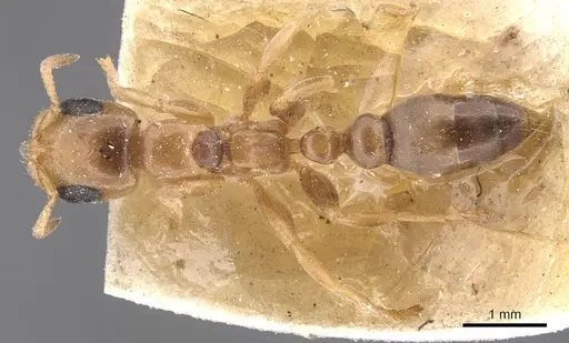 Pseudomyrmex perboscii specimen CASENT0907561 image casent0907561_1