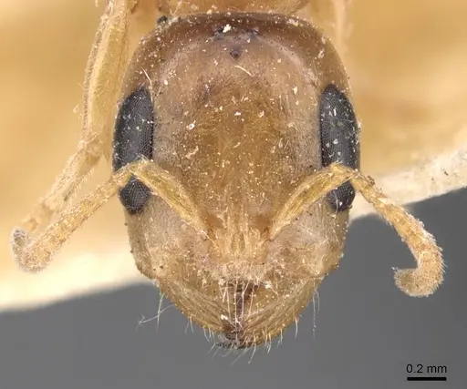 Pseudomyrmex perboscii specimen CASENT0907561 image casent0907561_2