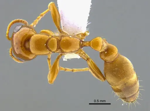 Pseudomyrmex perboscii specimen CBUMAGENT41945 image cbumagent41945_1