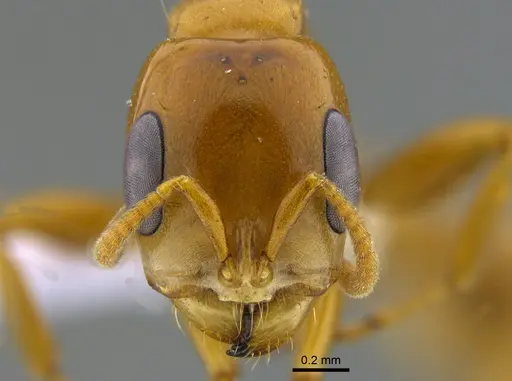 Pseudomyrmex perboscii specimen CBUMAGENT41945 image cbumagent41945_2