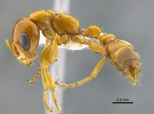 Pseudomyrmex perboscii specimen CBUMAGENT41945 image cbumagent41945_3