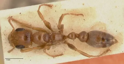 Pseudomyrmex perboscii specimen FOCOL0527 image focol0527_1