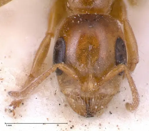 Pseudomyrmex perboscii specimen FOCOL0527 image focol0527_2