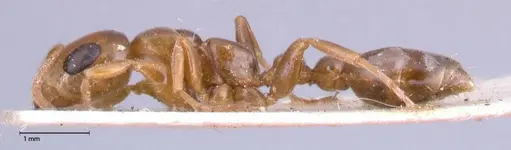 Pseudomyrmex perboscii specimen FOCOL0527 image focol0527_3