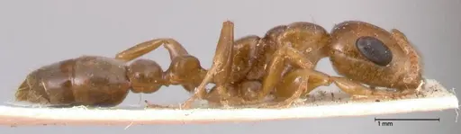 Pseudomyrmex perboscii specimen FOCOL0527 image focol0527_4