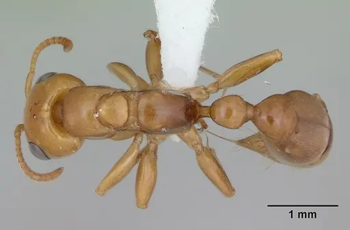 Pseudomyrmex perboscii specimen JTLC000013790 image jtlc000013790_1