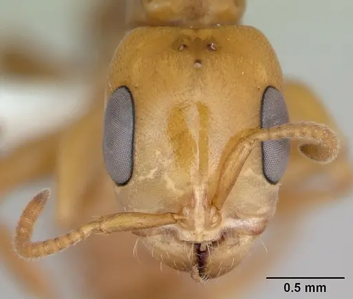 Pseudomyrmex perboscii specimen JTLC000013790 image jtlc000013790_2