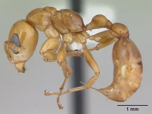 Pseudomyrmex perboscii specimen JTLC000013790 image jtlc000013790_3