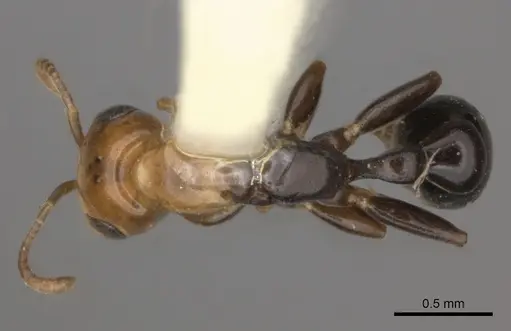 Pseudomyrmex peruvianus specimen CASENT0217581 image casent0217581_1