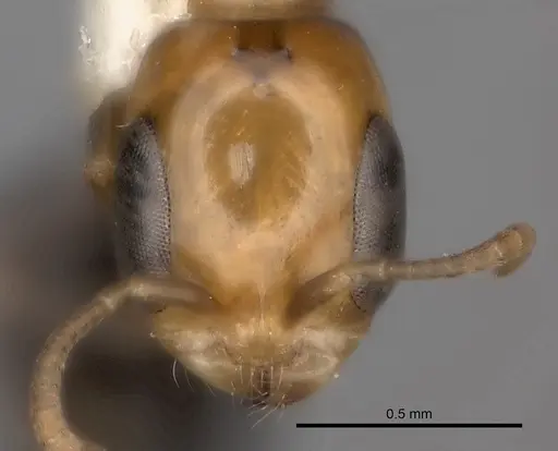 Pseudomyrmex peruvianus specimen CASENT0217581 image casent0217581_2