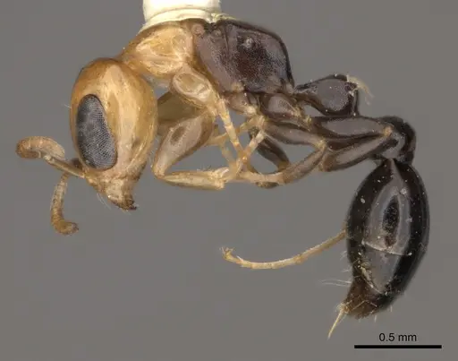 Pseudomyrmex peruvianus specimen CASENT0217581 image casent0217581_3