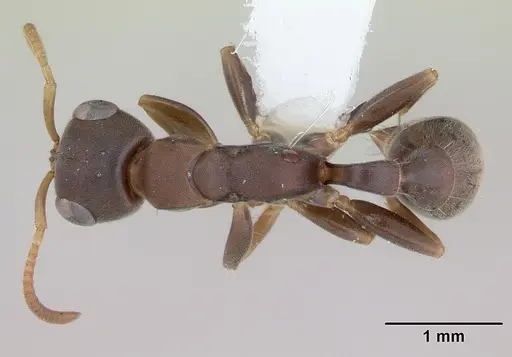 Pseudomyrmex phyllophilus specimen CASENT0173768 image casent0173768_1
