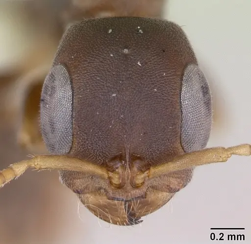 Pseudomyrmex phyllophilus specimen CASENT0173768 image casent0173768_2