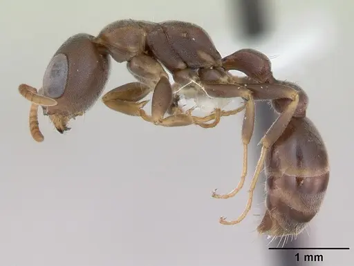 Pseudomyrmex phyllophilus specimen CASENT0173768 image casent0173768_3