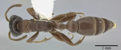 Pseudomyrmex phyllophilus specimen CASENT0246311 image casent0246311_1