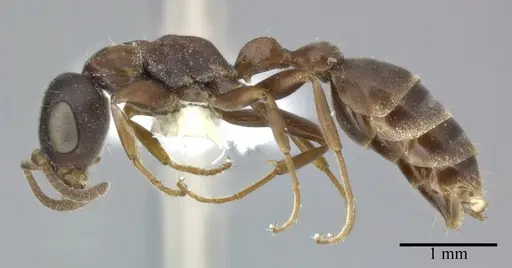 Pseudomyrmex phyllophilus specimen CASENT0246311 image casent0246311_3