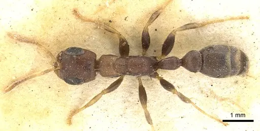 Pseudomyrmex phyllophilus specimen CASENT0902878 image casent0902878_1