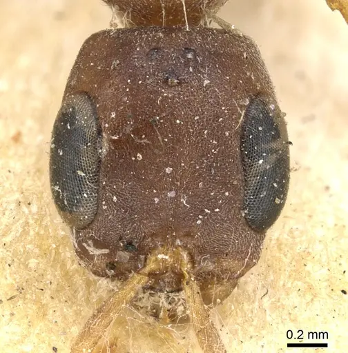 Pseudomyrmex phyllophilus specimen CASENT0902878 image casent0902878_2
