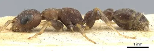 Pseudomyrmex phyllophilus specimen CASENT0902878 image casent0902878_3