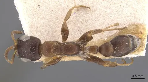 Pseudomyrmex phyllophilus specimen CASENT0907521 image casent0907521_1