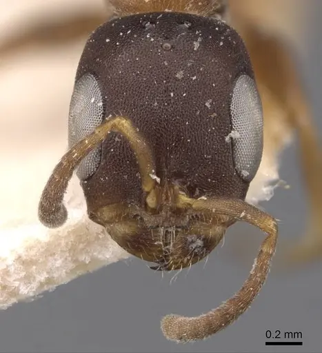 Pseudomyrmex phyllophilus specimen CASENT0907521 image casent0907521_2