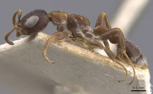 Pseudomyrmex phyllophilus specimen CASENT0907521 image casent0907521_3