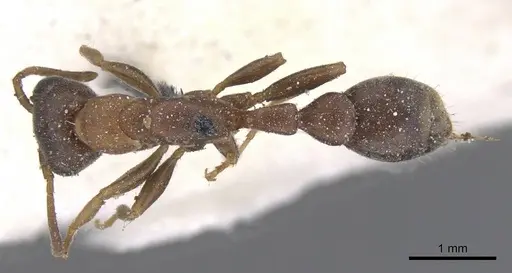 Pseudomyrmex phyllophilus specimen CASENT0915515 image casent0915515_1