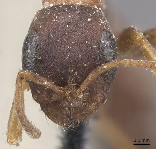 Pseudomyrmex phyllophilus specimen CASENT0915515 image casent0915515_2