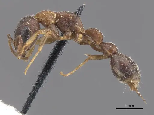 Pseudomyrmex phyllophilus specimen CASENT0915515 image casent0915515_3