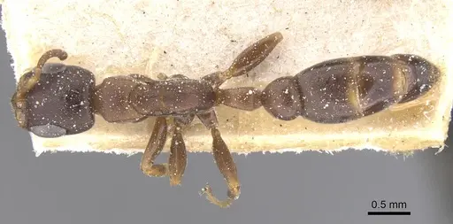 Pseudomyrmex phyllophilus specimen CASENT0915516 image casent0915516_1