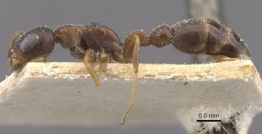 Pseudomyrmex phyllophilus specimen CASENT0915516 image casent0915516_3
