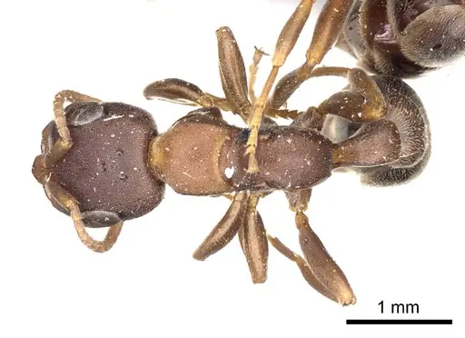 Pseudomyrmex phyllophilus specimen CASENT0915843 image casent0915843_1