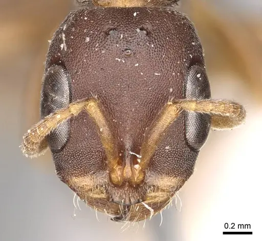 Pseudomyrmex phyllophilus specimen CASENT0915843 image casent0915843_2