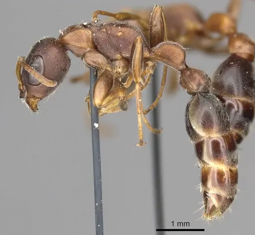 Pseudomyrmex phyllophilus specimen CASENT0915843 image casent0915843_3