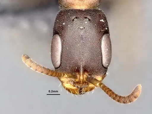 Pseudomyrmex phyllophilus specimen CASENT4032306 image casent4032306_2