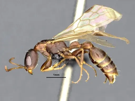 Pseudomyrmex phyllophilus specimen CASENT4032306 image casent4032306_3