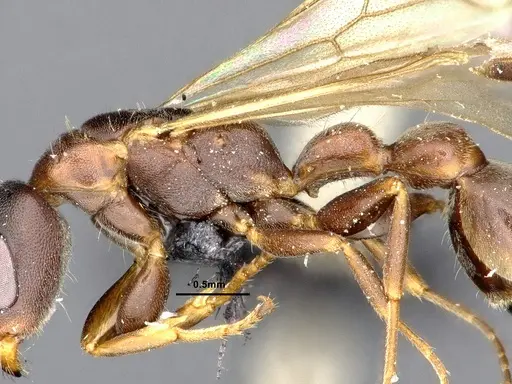 Pseudomyrmex phyllophilus specimen CASENT4032306 image casent4032306_4