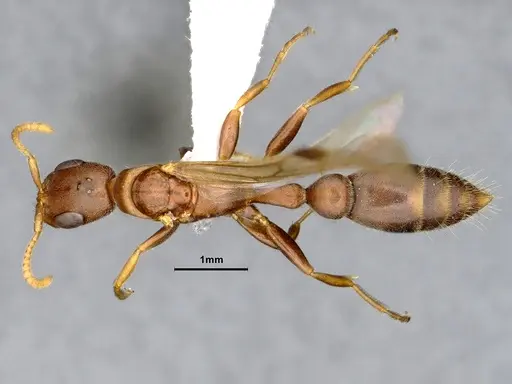 Pseudomyrmex phyllophilus specimen CASENT4032307 image casent4032307_1