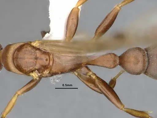 Pseudomyrmex phyllophilus specimen CASENT4032307 image casent4032307_2