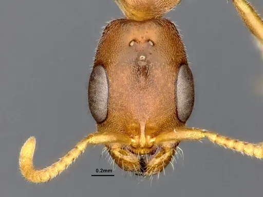 Pseudomyrmex phyllophilus specimen CASENT4032307 image casent4032307_3