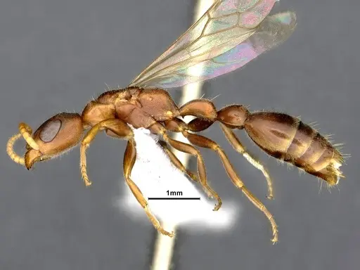 Pseudomyrmex phyllophilus specimen CASENT4032307 image casent4032307_4