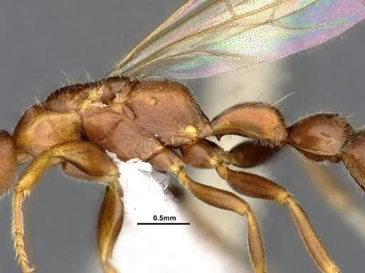 Pseudomyrmex phyllophilus specimen CASENT4032307 image casent4032307_5