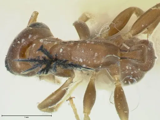Pseudomyrmex phyllophilus specimen FOCOL1200 image focol1200_1
