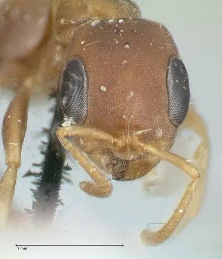 Pseudomyrmex phyllophilus specimen FOCOL1200 image focol1200_2